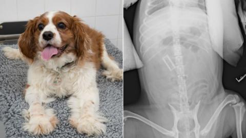Cyril the spaniel and X-ray. Pic: PDSA