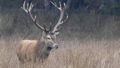 Red deer