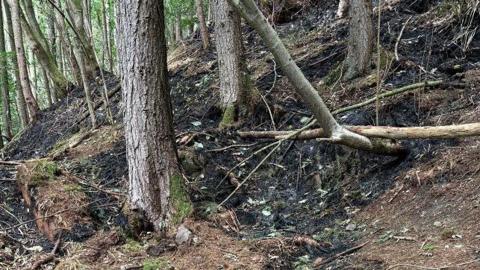 A section of scorched earth and bare-looking trees