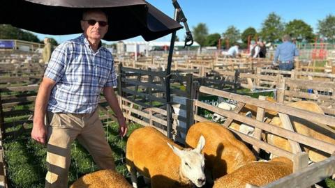 A farmer wearing sunglasses, a checked shirt and tan trousers standing in a wooden pen surrounded by sheep