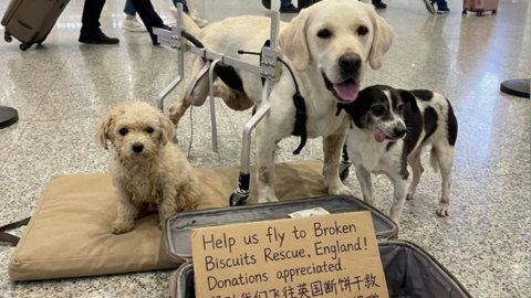 The image shows three dogs behind an open suitcase with coins and notes in it, and a big cardboard slab reading: "Help us fly to Broken Biscuits Rescue, England! Donations appreciated." The same thing is repeated in Chinese characters beneath it.