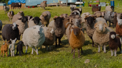 A picture of CGI sheep used in the film, based on sheep from the farm. 