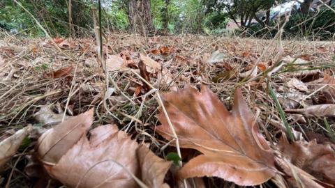 Autumnal leaves 