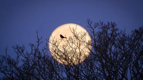 The silhouette of a bird perched on the top of some tree branches with a full moon beaming in the back. 