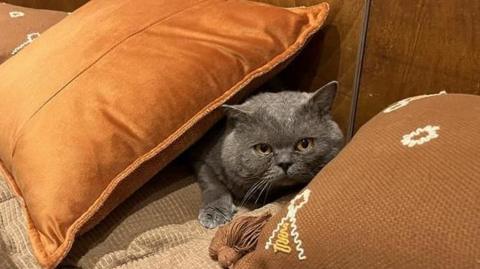 A dark grey cat lying on a sofa underneath an orange pillow