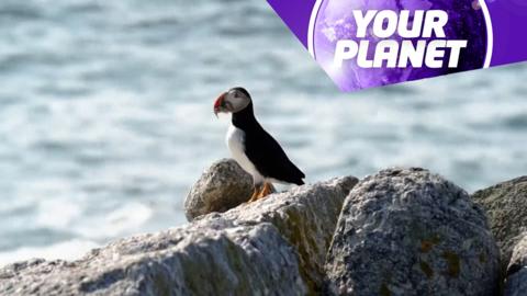A puffin on a rock and the Your Planet logo