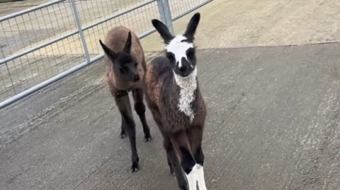 Two baby llamas - one brown, the other brown with white patches, stand looking at the camera.