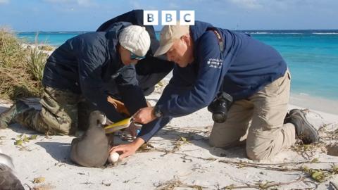 People Fixing the World: Saving seabirds and squirrels