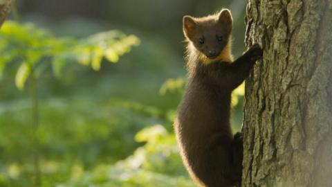 A pine marten on the side of a tree trunk. It is small and brown and is looking into the camera. Plants can be seen out of focus behind the tree.