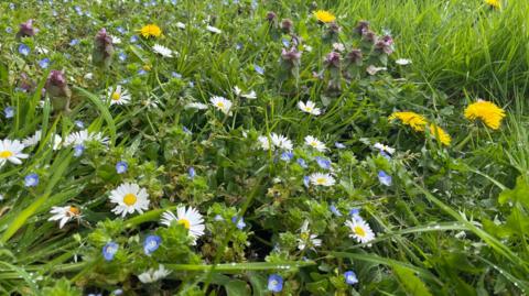 Wildflowers on a lawn.