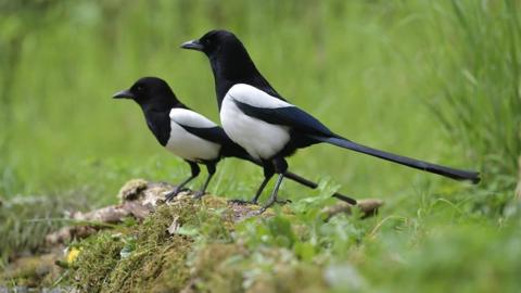 Magpies