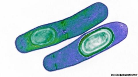 Clostridium difficile