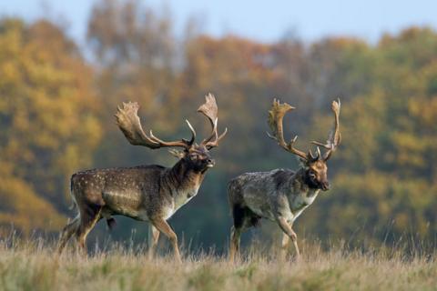 Male fallow deer