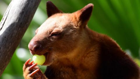 tree kangaroo eating a grape