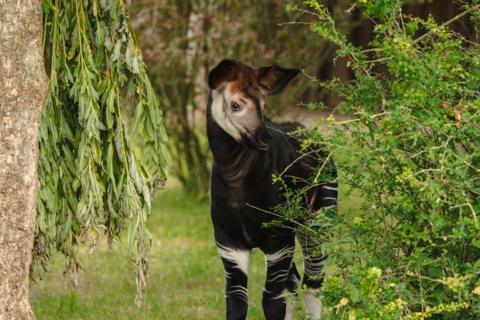 a shy looking okapi standing behind a bush. it looks similar to a small deer with large, diamond shaped ears and has black and white stripes on its legs.