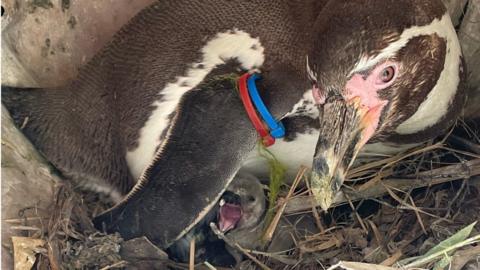 Penguin Lucy with newborn chick Macadamia