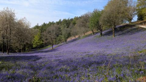Trees and a sloping field of bluebells giving a carpet of purple