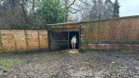 Picture of a muddy field and wooden fence there is a metal fence with an animal next to it