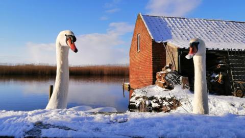 Swans in the snow