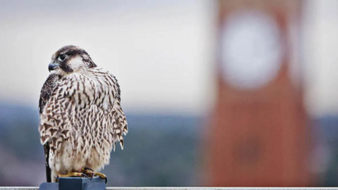 A Peregrine Falcon perched in front of a tall clock tower.