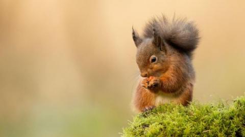 A red squirrel sitting on a tuft of moss eats a nut