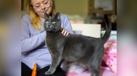 Void pictured with owner Laura Welch. Void is a grey Russian Blue. Laura, who is stroking Void, is wearing glasses and a purple jumper.