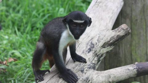 Baby Diana monkey