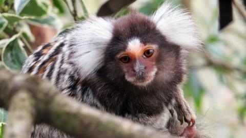 A marmoset monkey that has a brown face with white hair sticking out the side of his head.