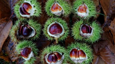 A close-up of nine open chestnuts on a pile of leaves. The chestnuts have green spiky outsides, and are shiny and brown in the centre.