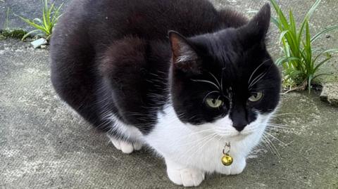 A black and white cat crouches on the ground. It has a gold bell dangling from its collar. 