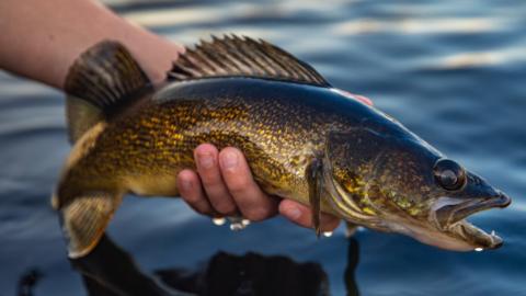 A Walleye, a North American fish, pulled by hand from the water in this stock photo