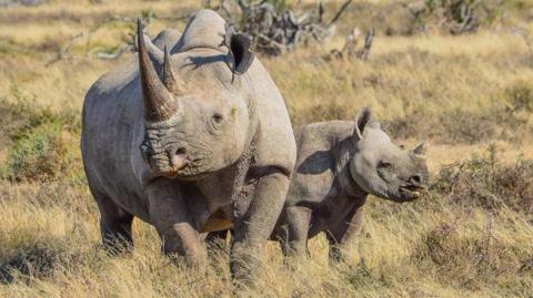 Black Rhino and six month old calf in South Africa's Eastern Cape.