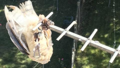 The barn owl on the TV aerial