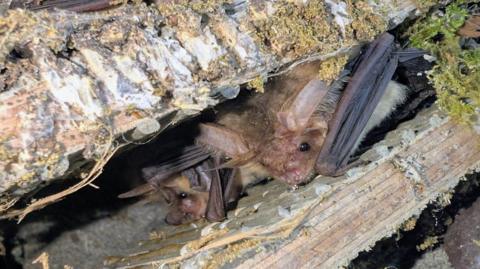 Two bats inside their roost, their wings tucked up to their bodies.