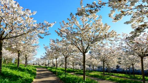 Tai haku cherry trees