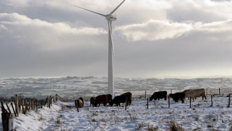 Cattle grazing in a field featuring a wind turbine on Divis Mountain