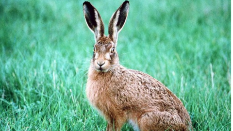 A hare