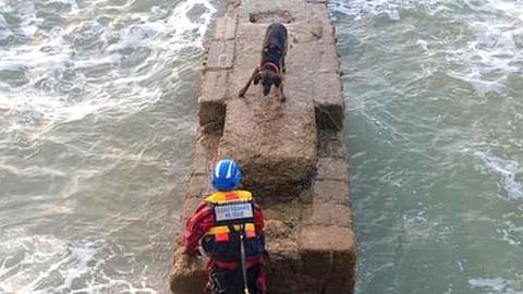 Dog rescued by coastguard