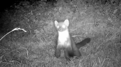 A pine marten filmed using a night vision lens