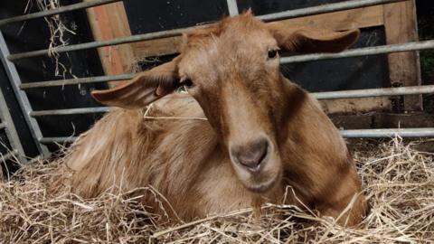 The Golden Guernsey Goat. The light brown animal is goat lying on a bed of straw inside an steel-barred enclosure. It is looking directly at the camera, offering a clear view of its face and features. 
