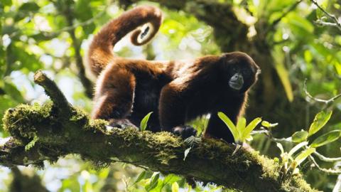 The Peruvian yellow-tailed woolly monkey