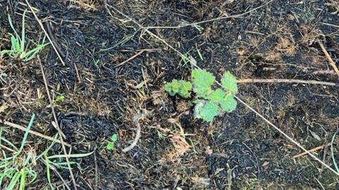 Green plant in charred grassland on Arthur's Seat