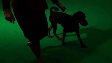 The silhouette of a dog and an owner against a green ring at Crufts 