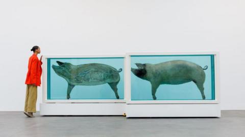 Two tanks can be seen in an art gallery, both containing a pig preserved in formaldehyde. A woman in a red coat is on tip-toes peering in to see.