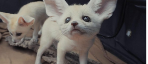 large eared fennec fox kits