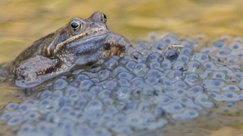 close-up of common frog in water with frogspawn