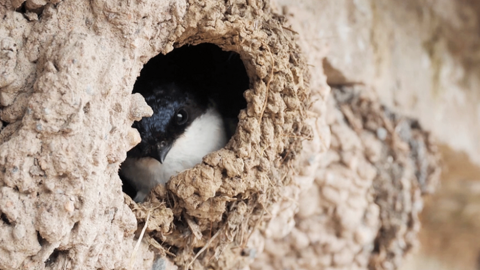 A small house martin peaks out of a its nest.