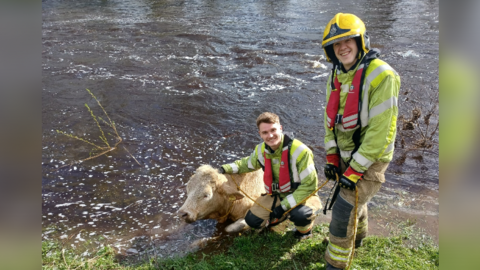 Two firefighters standing in a river with a bull