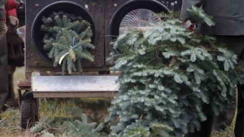 Christmas trees being netted for sale
