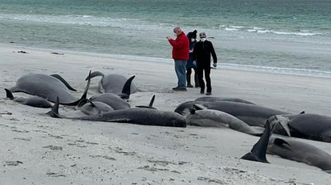 Washed-up whales